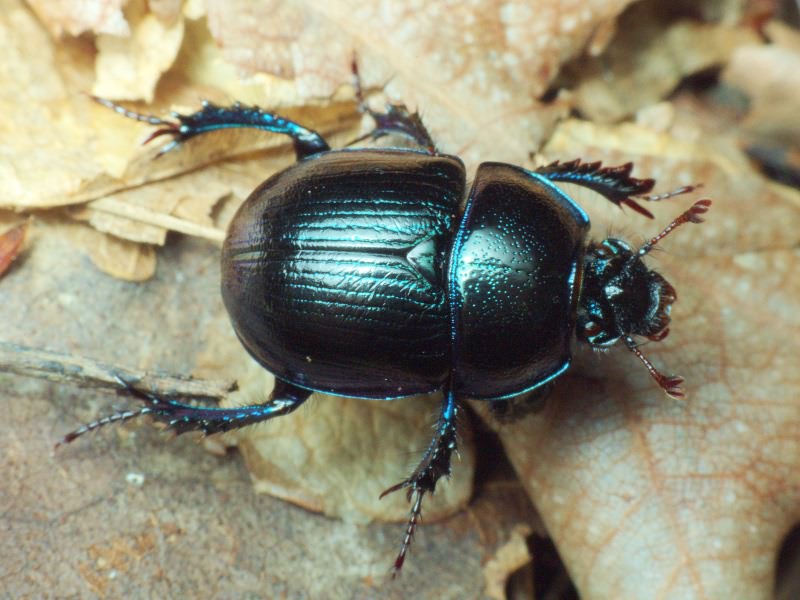 Anoplotrupes stercorosus (Hartmann in L.G. Scriba, 1791)